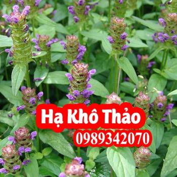 Hạ khô thảo điều trị lao hạch, bạch đới ở phụ nữ