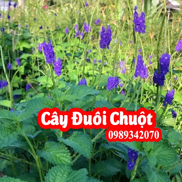 Cây Đuôi Chuột(Cỏ roi ngựa)Có Tác Dụng Gì Và Mua Ở Đâu