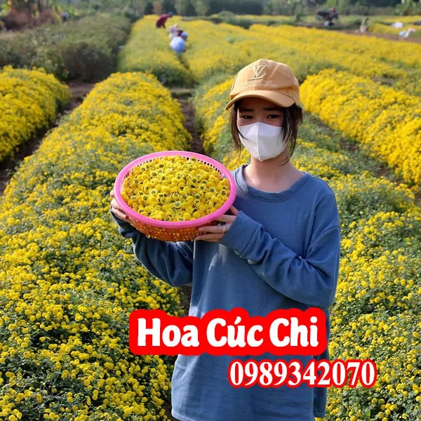 Tổng Hợp Các Loại Trà Hoa Cúc Và Mua Ở Đâu