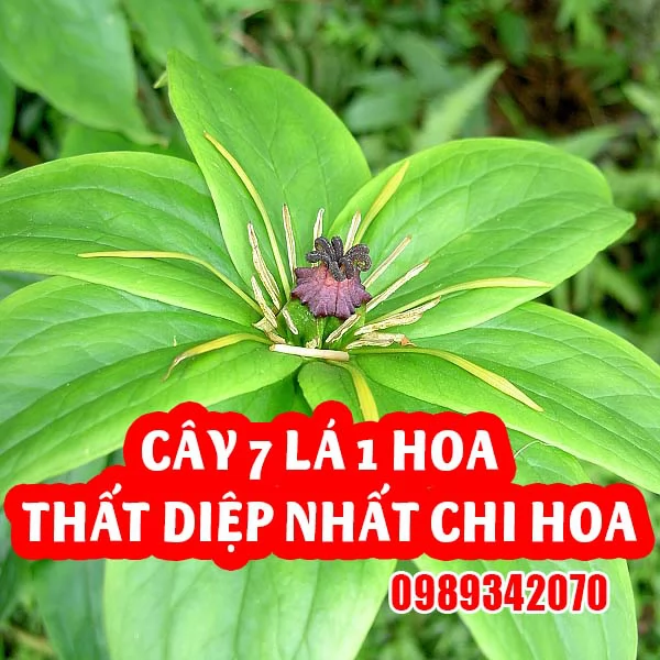 Cây 7 lá 1 hoa – Thất diệp nhất chi hoa