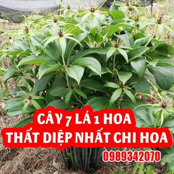 Cây 7 lá 1 hoa – Thất diệp nhất chi hoa