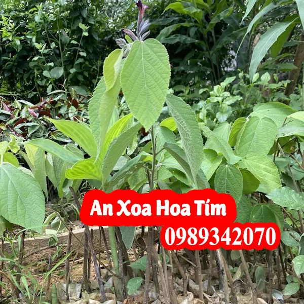Công Dụng Cây An Xoa Hoa Tím Và Mua Ở Đâu Tốt