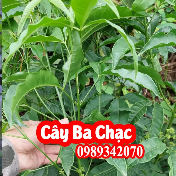 Tác Dụng Của Cây Ba Chạc Và Mua Cây Ba Chạc Ở Đâu Tốt