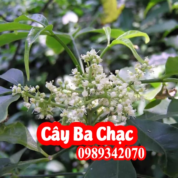 Tác Dụng Của Cây Ba Chạc Và Mua Cây Ba Chạc Ở Đâu Tốt