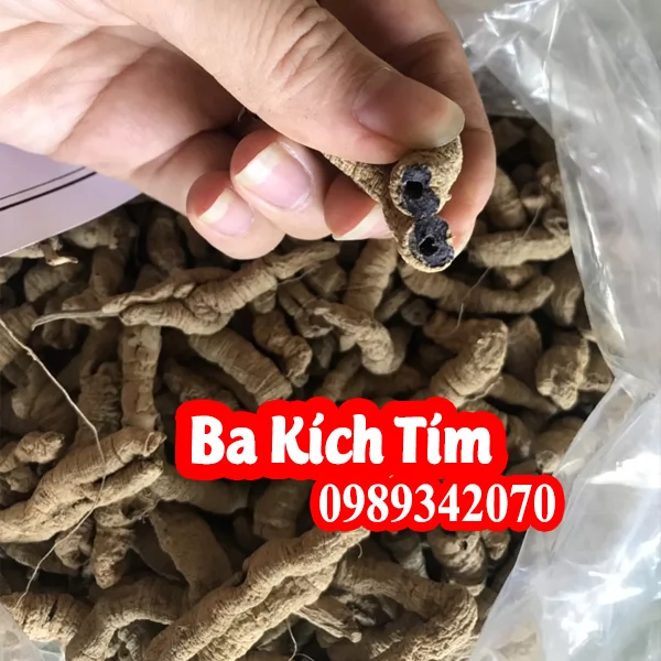 Ba kích Tím (loại tươi Nguyên củ) và ba kích khô loại 1
