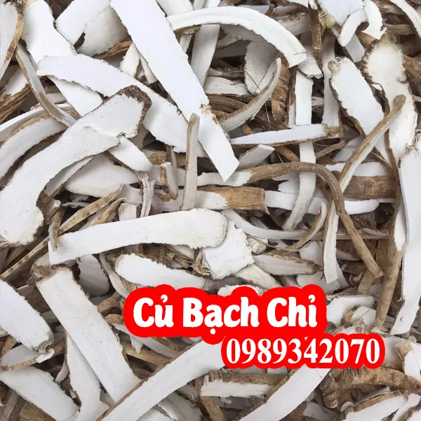 cây bạch chỉ có tác dụng gì - Mua cây bạch chỉ ở đâu