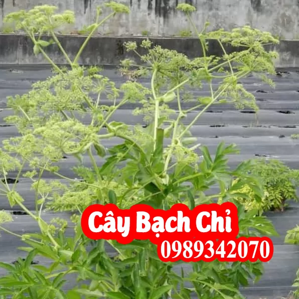 cây bạch chỉ có tác dụng gì - Mua cây bạch chỉ ở đâu