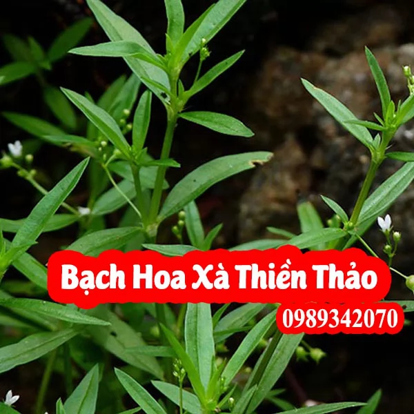 Bạch hoa xà thiệt thảo Và Bạch Hoa Xà Đuôi Công(Lá Tròn)