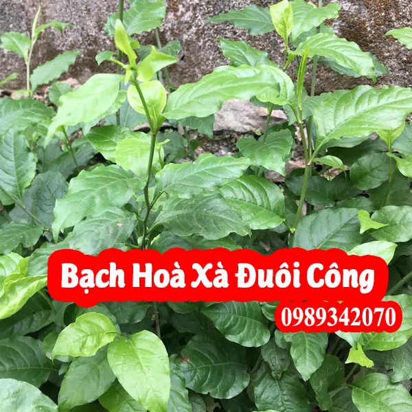 Bạch hoa xà thiệt thảo Và Bạch Hoa Xà Đuôi Công(Lá Tròn)
