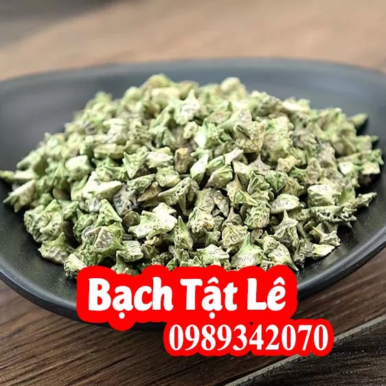 Mua Bạch Tật Lê Ơ Đâu Và Bao Nhiêu Tiền 1kg