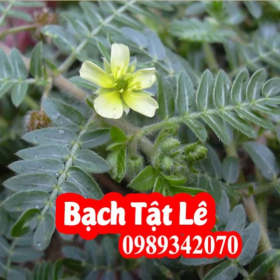 Mua Bạch Tật Lê Ơ Đâu Và Bao Nhiêu Tiền 1kg