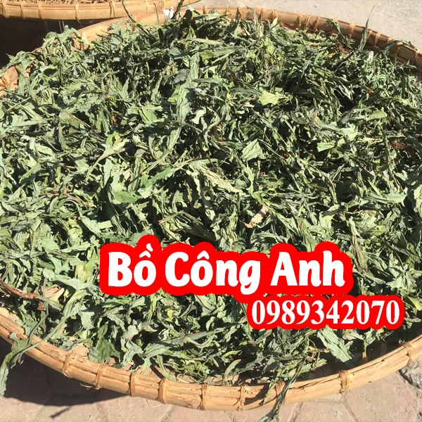 Bồ công anh Và Có Tác Dụng Gì
