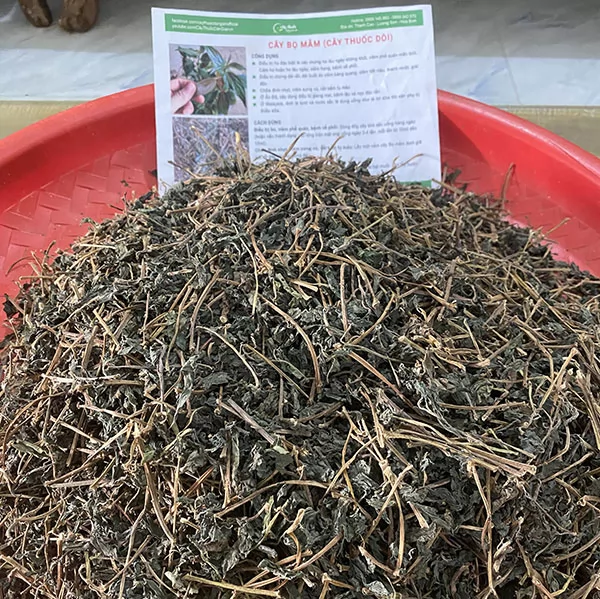 Mua Cây Bọ Mắm (Cây Thuốc Dòi Thân Tím) Ở Đâu? Công Dụng Cho Người Ho, Viêm Phế Quản