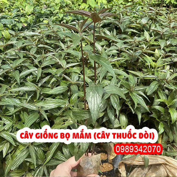 Mua Cây Bọ Mắm (Cây Thuốc Dòi Thân Tím) Ở Đâu? Công Dụng Cho Người Ho, Viêm Phế Quản