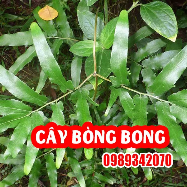Công Dụng Cây Bòng Bong Và Hướng Dẫn Sử Dụng