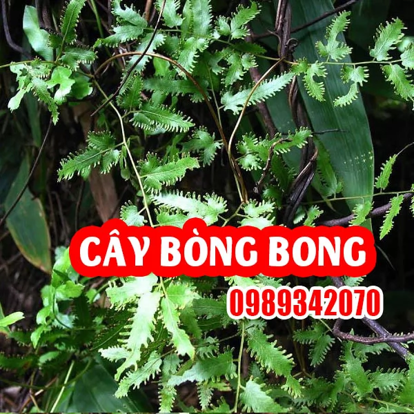 Công Dụng Cây Bòng Bong Và Hướng Dẫn Sử Dụng