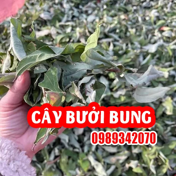 Công Dụng Của Cây Bưởi Bung Và Cách Sử Dụng Hiệu Quả