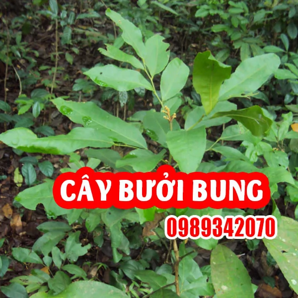 Công Dụng Của Cây Bưởi Bung Và Cách Sử Dụng Hiệu Quả