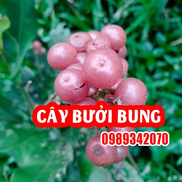 Công Dụng Của Cây Bưởi Bung Và Cách Sử Dụng Hiệu Quả