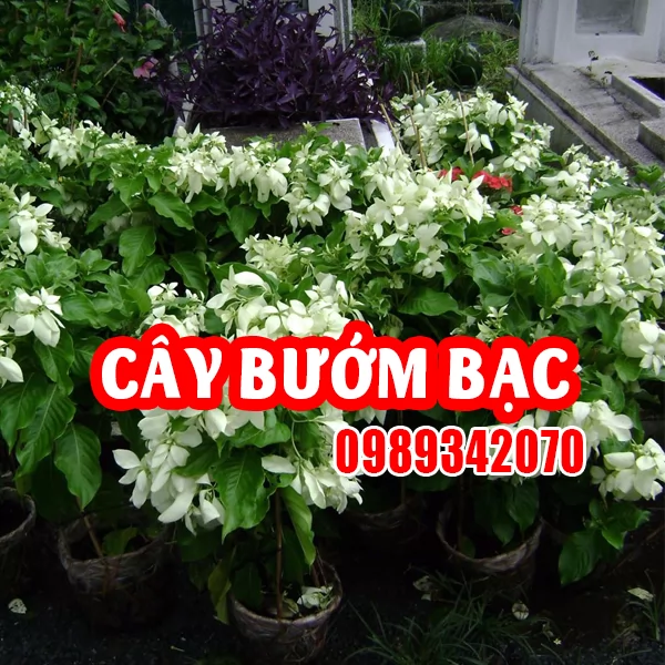 Cây Bướm Bạc – Dược Liệu Quý với Nhiều Công Dụng Chữa Bệnh