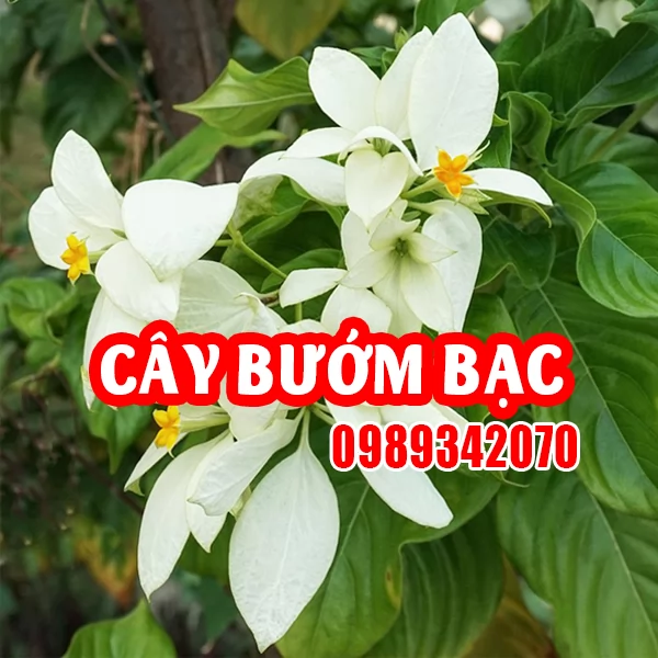 Cây Bướm Bạc – Dược Liệu Quý với Nhiều Công Dụng Chữa Bệnh