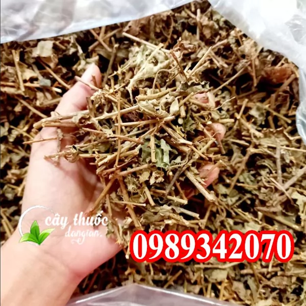 Tác Dụng Của Cây Cà Gai Leo Và Mua Cây Cà Gai Leo Ở Đâu
