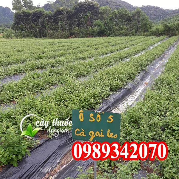 Tác Dụng Của Cây Cà Gai Leo Và Mua Cây Cà Gai Leo Ở Đâu