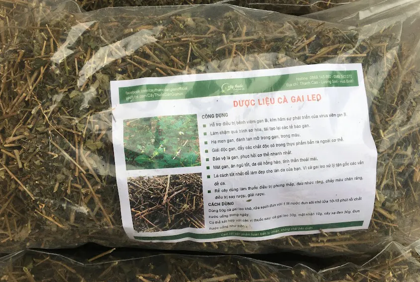 cà gai leo