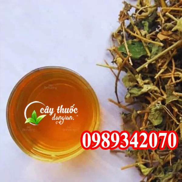 Tác Dụng Của Cây Cà Gai Leo Và Mua Cây Cà Gai Leo Ở Đâu