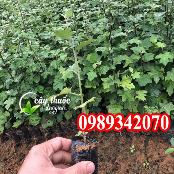 Tác Dụng Của Cây Cà Gai Leo Và Mua Cây Cà Gai Leo Ở Đâu