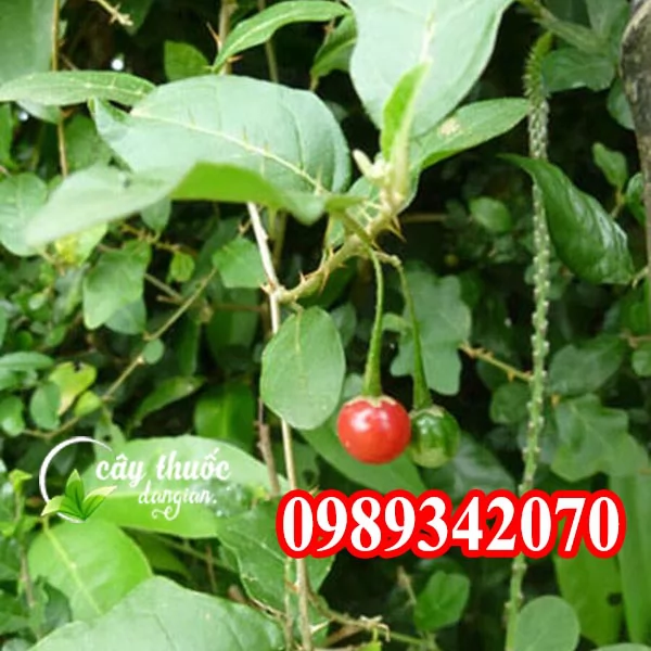 Tác Dụng Của Cây Cà Gai Leo Và Mua Cây Cà Gai Leo Ở Đâu