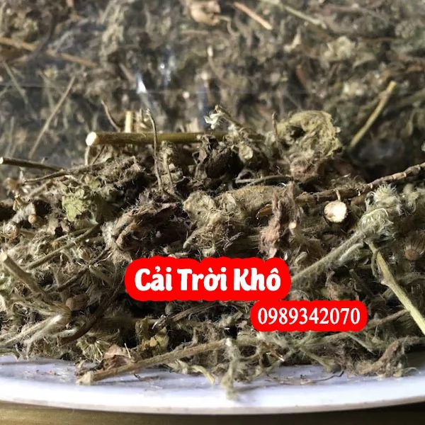 Công Dụng Của Cây Cải Trời Và Hướng Dân Sử Dụng Cây Cải Trời