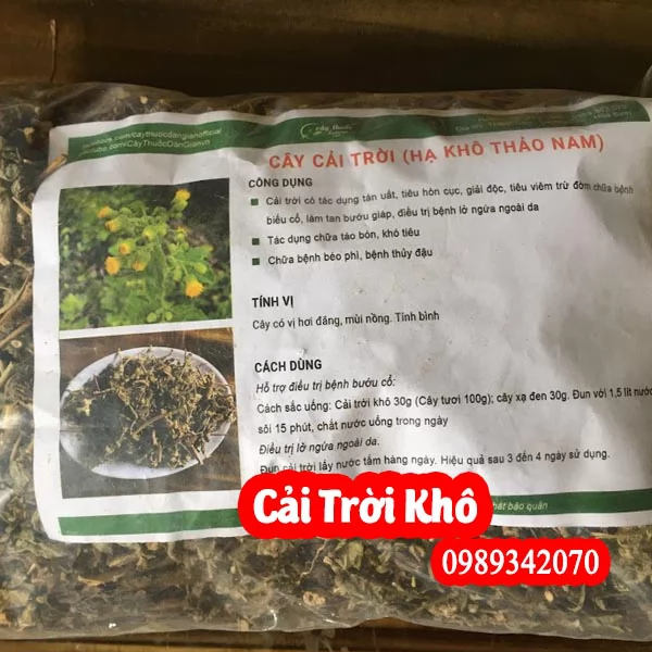 Công Dụng Của Cây Cải Trời Và Hướng Dân Sử Dụng Cây Cải Trời