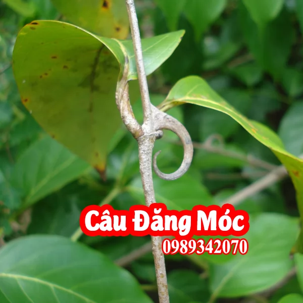 Cây câu đằng hỗ trợ trị bệnh động kinh 