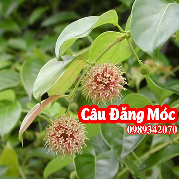 Cây câu đằng hỗ trợ trị bệnh động kinh 