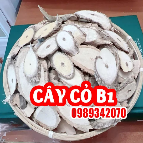 Tác Dụng Của Cây Cỏ B1 Và Hướng Dẫn Cách Sử Dụng
