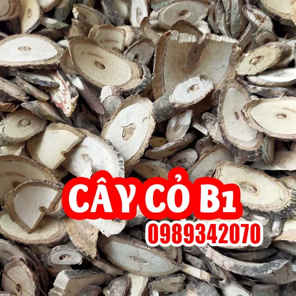Tác Dụng Của Cây Cỏ B1 Và Hướng Dẫn Cách Sử Dụng