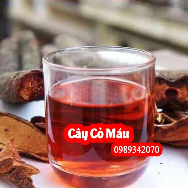 Mua Cây Cỏ Máu Ở Đâu Uy Tín? Công Dụng Bồi Bổ Thể Trạng, Giúp Ăn Ngon Ngủ Ngon & Bảng Giá Mới Nhất