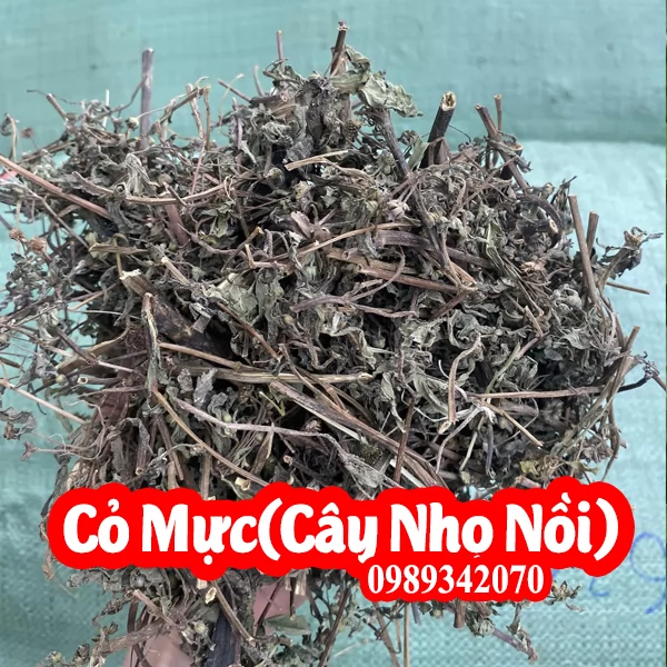 Cây nhọ nồi (cỏ mực) đa công dụng, điều trị vàng da do thận âm hư