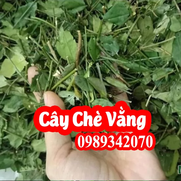 Chè vằng giúp lợi sữa, giảm béo hiệu quả ở phụ nữ sau sinh