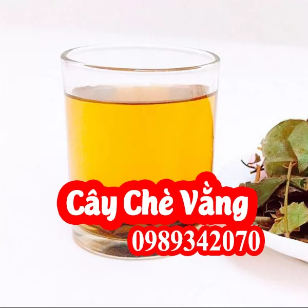 Chè vằng giúp lợi sữa, giảm béo hiệu quả ở phụ nữ sau sinh