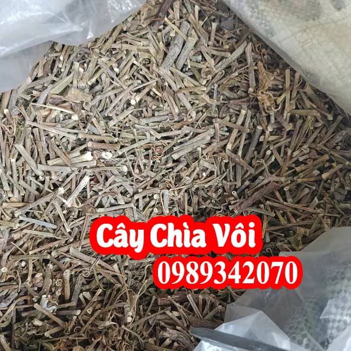 Công Dụng Của Cây Chìa Vôi Và Cách Sử Dụng Cây Chìa Vôi