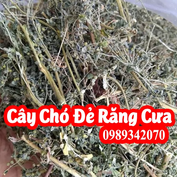 Diệp hạ châu – Chó đẻ răng cưa