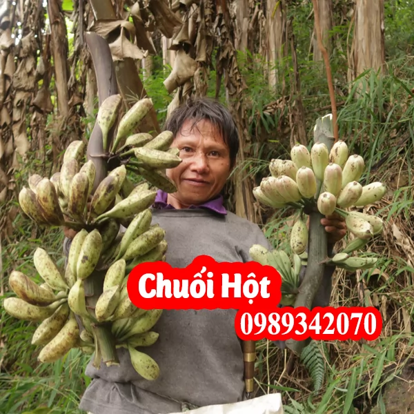 Tác Dụng Của Quả Chuối Hột Và Bao Nhiêu Tiền 1kg