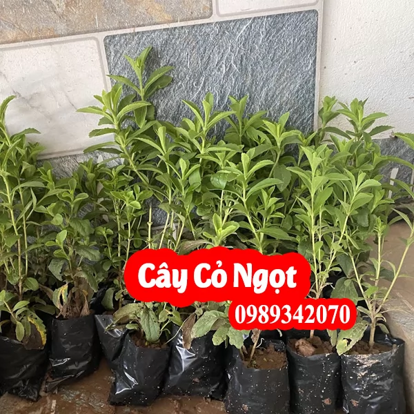 Công Dụng Của Cây Cỏ Ngọt Và Hướng Dẫn Sử Dụng Cây Cỏ Ngọt
