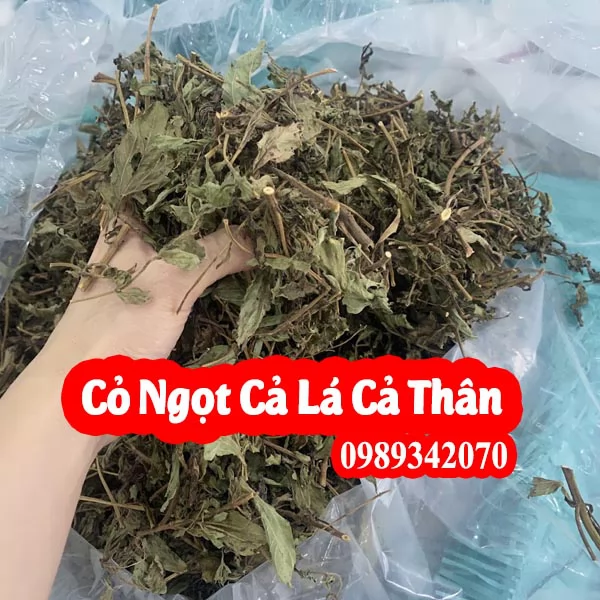 Công Dụng Của Cây Cỏ Ngọt Và Hướng Dẫn Sử Dụng Cây Cỏ Ngọt