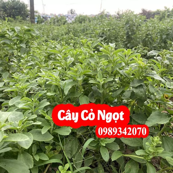 Công Dụng Của Cây Cỏ Ngọt Và Hướng Dẫn Sử Dụng Cây Cỏ Ngọt