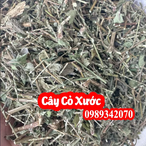Tác Dụng Của Cây Cỏ Xước Và Cách Sử Dụng Như Thế Nào