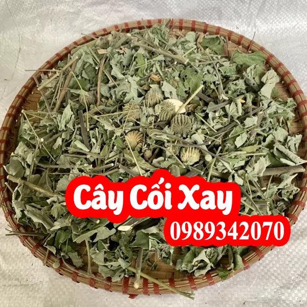 Cây cối xay tốt cho người bệnh xương khớp, bệnh trĩ, bí tiểu