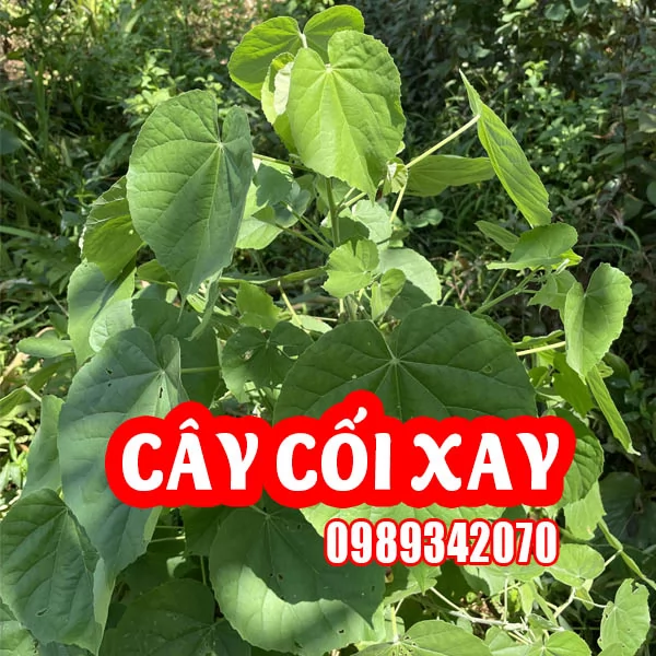 Cây cối xay tốt cho người bệnh xương khớp, bệnh trĩ, bí tiểu